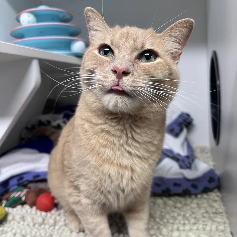 Bumblebee thumbnail 3