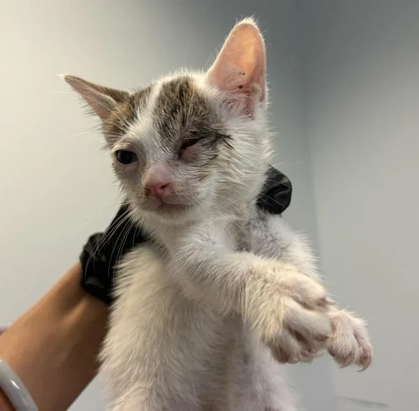 A baby small-sized male Domestic Short Hair cat named Toast for adoption in San Diego, CA