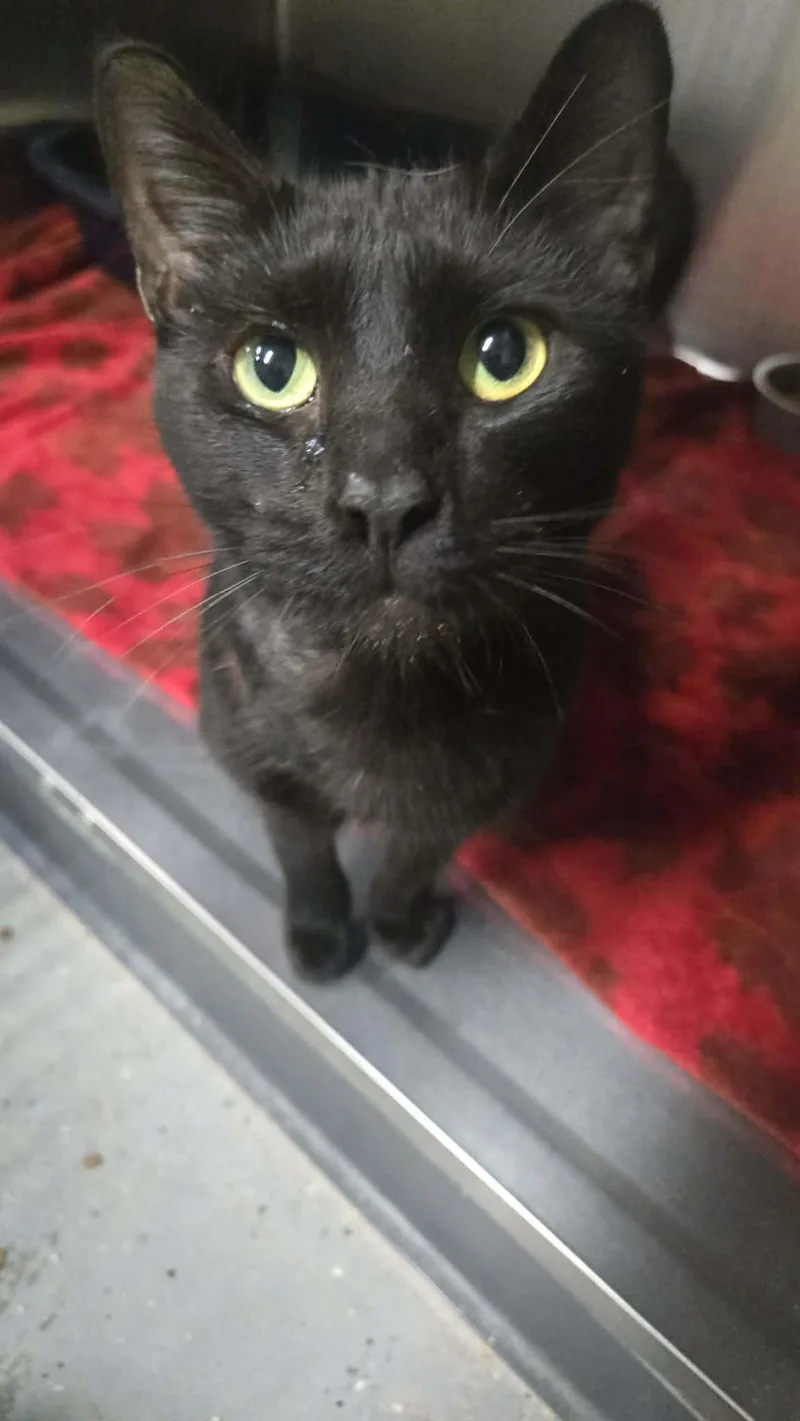 An adult medium-sized male Black Domestic Short Hair cat named Capone for adoption in Martinsville, IN