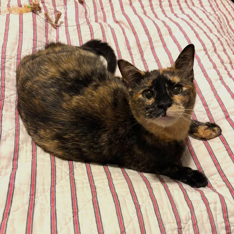 An adult medium-sized female Tortoiseshell Domestic Short Hair cat named Choco Pie for adoption in Gibsonia, PA