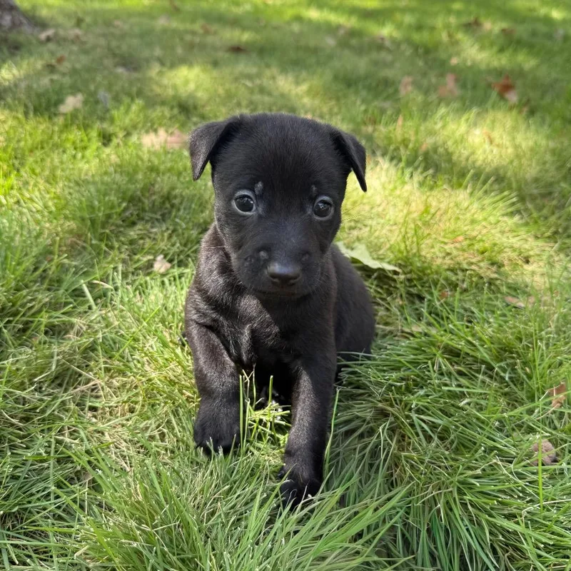 A baby small-sized male Black Chihuahua dog named Onyx for adoption in Cedar Park, TX