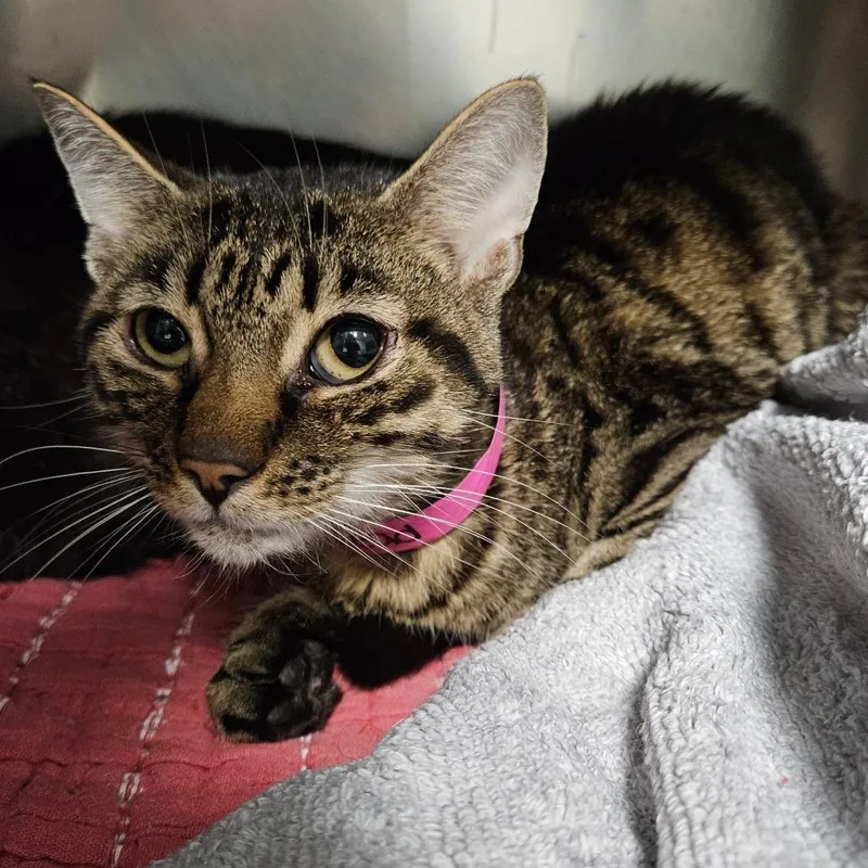 An adult medium-sized male Brown / Chocolate Domestic Short Hair cat named Bullhead for adoption in Dover, NH