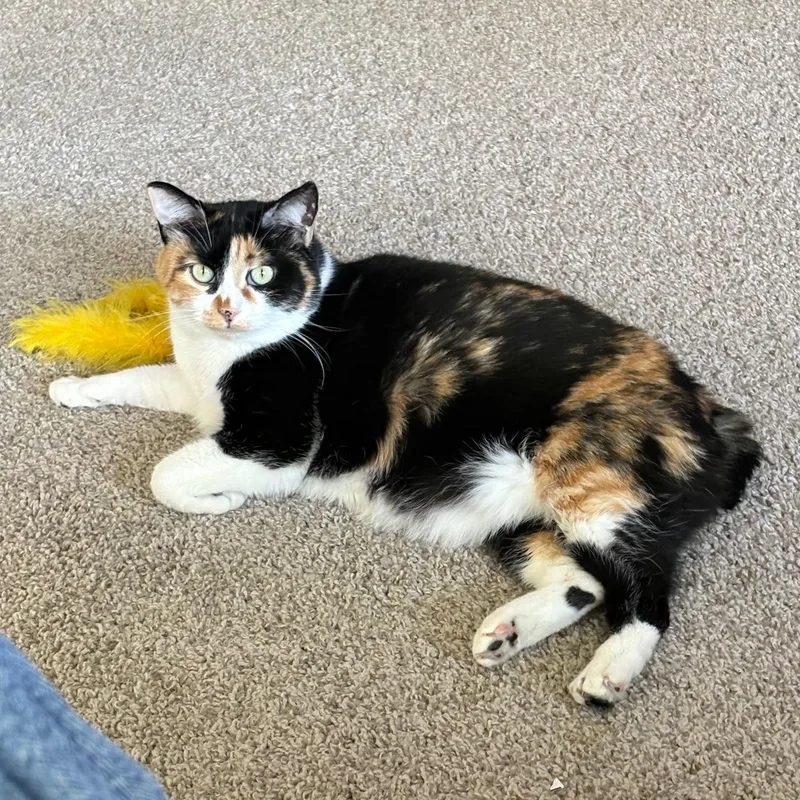 An adult medium-sized female Calico cat named Maggie for adoption in Arlington, TX