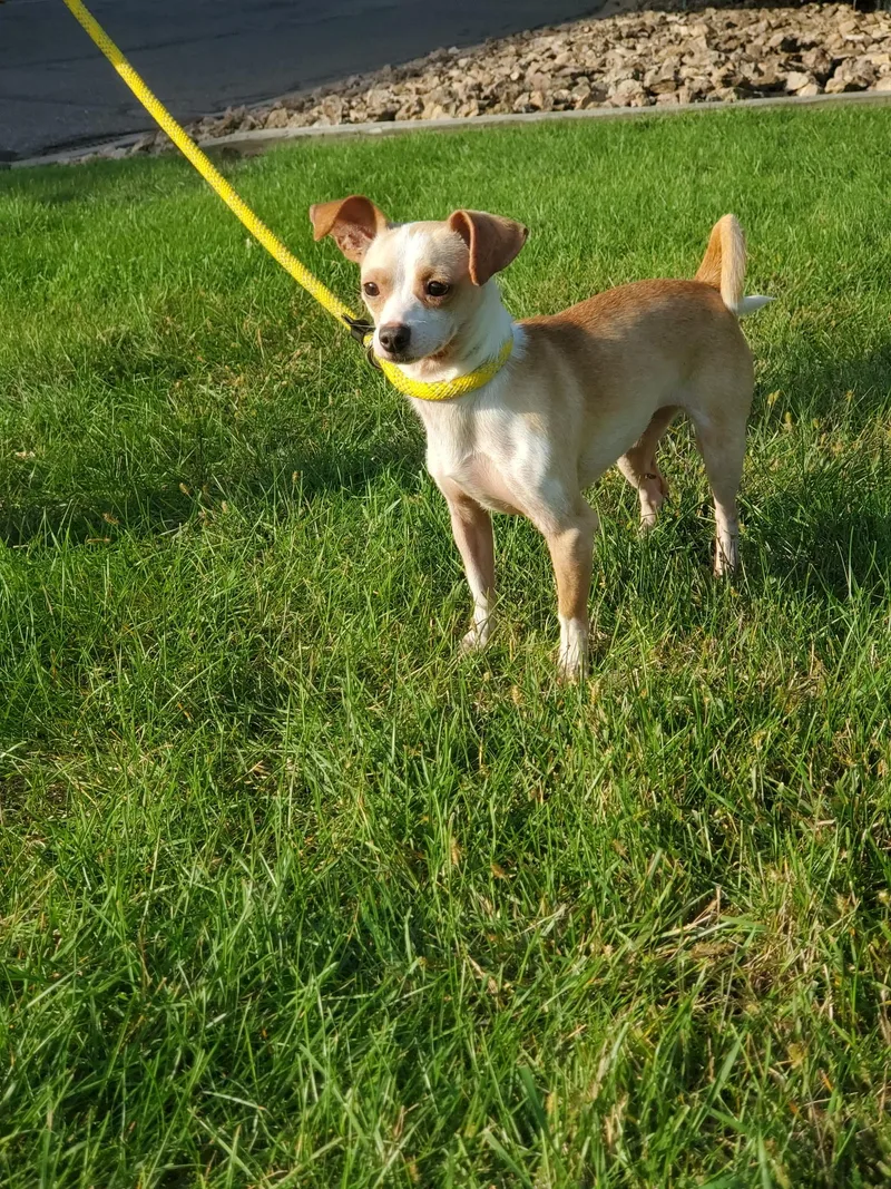 An adult small-sized female Chihuahua dog named Hammerhead for adoption in Zimmerman, MN