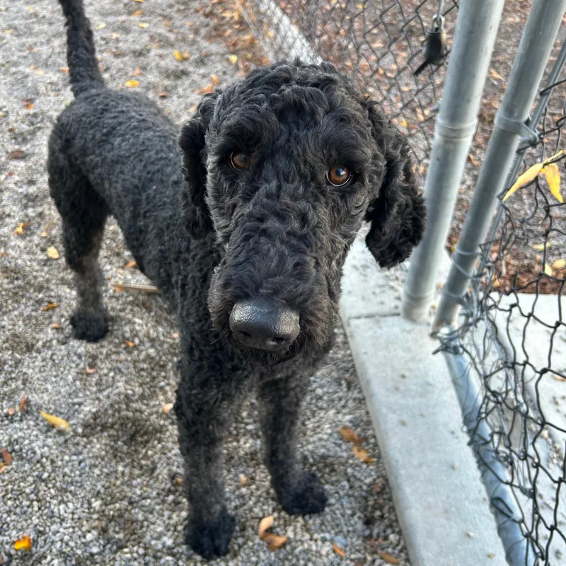 A young medium-sized male Black Standard Poodle dog named Shadow for adoption in Lindon, UT