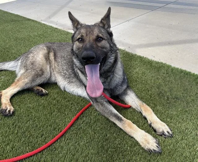 A young large-sized female German Shepherd Dog dog named Ocean for adoption in Auburn, CA