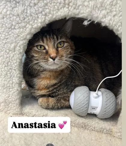 A baby small-sized female Domestic Short Hair cat named Anastasia for adoption in Winchester, VA
