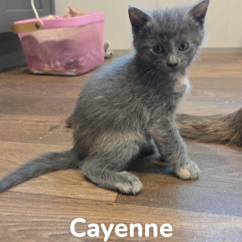 A baby small-sized female Calico Domestic Short Hair cat named Cayenne for adoption in Melbourne, KY