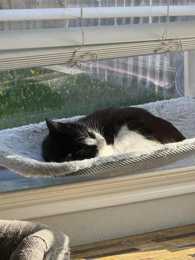 A baby small-sized female Black & White / Tuxedo Domestic Short Hair cat named Cindy Pawford for adoption in Liverpool, TX
