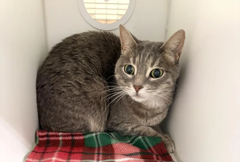 An adult medium-sized female Gray / Blue / Silver Domestic Short Hair cat named Billie for adoption in Rochester, IN