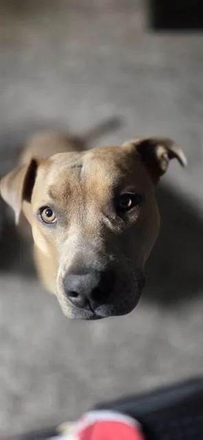 A young medium-sized male Pit Bull Terrier dog named Ollie for adoption in Albuquerque, NM