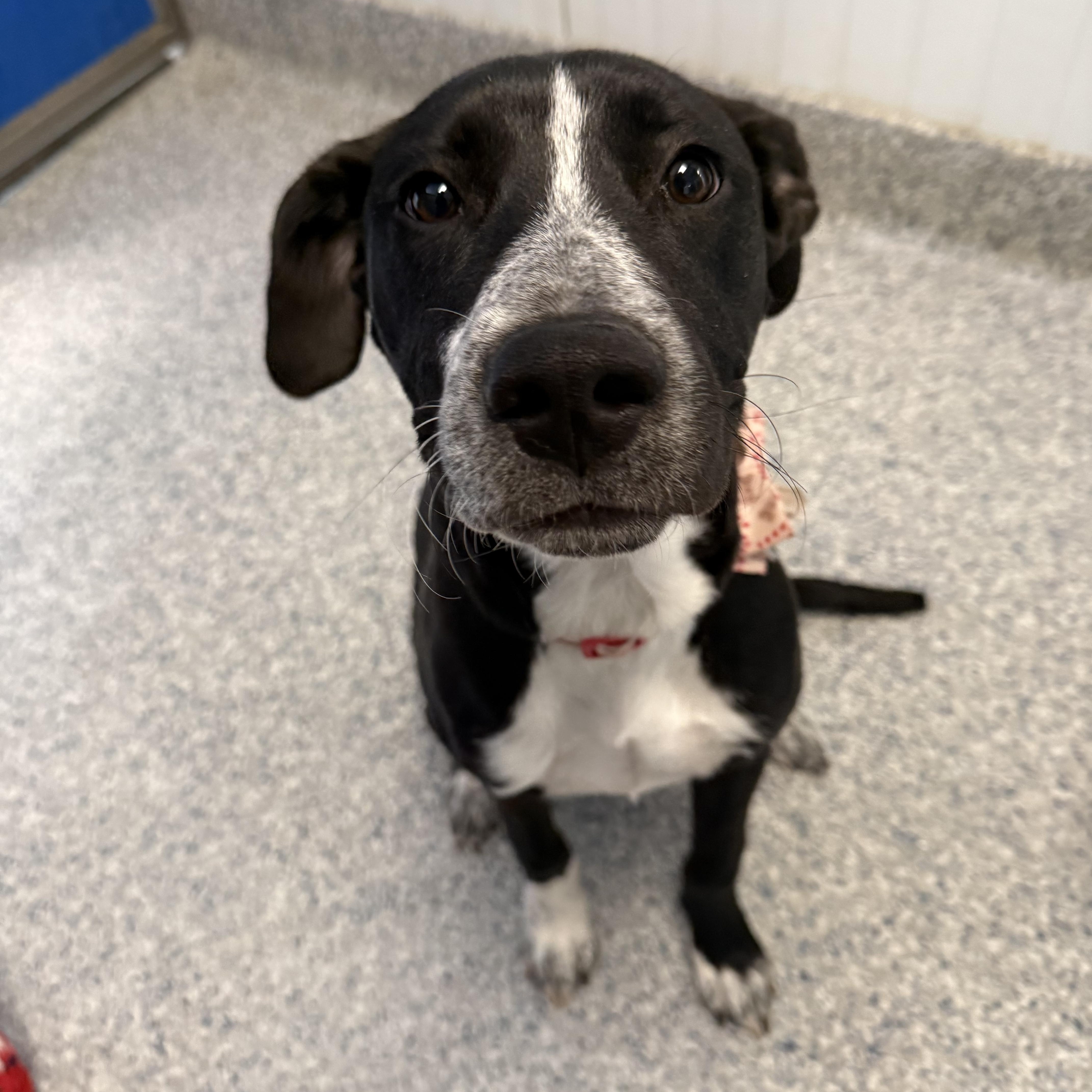 A young medium-sized female Border Collie dog named Margot for adoption in Prineville, OR