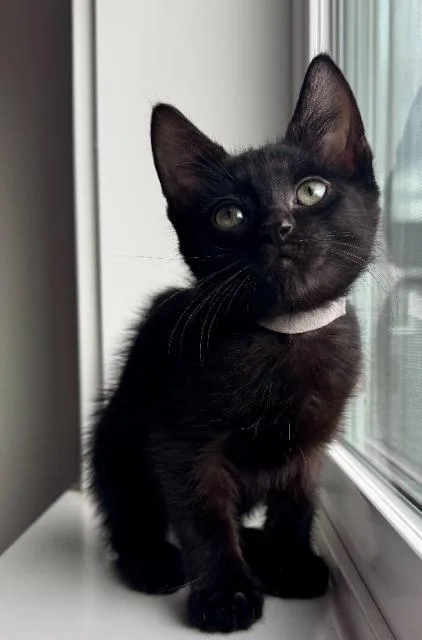 A baby medium-sized male Domestic Short Hair cat named Sumo for adoption in Shoreline, WA