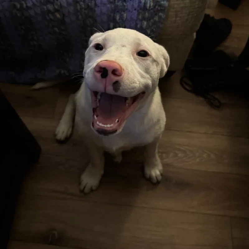 A baby medium-sized male Pit Bull Terrier dog named Casper for adoption in Wake Forest, NC