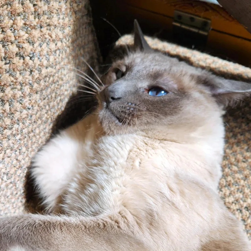 An adult large-sized male Blue Point Siamese cat named Beebs Big for adoption in Danbury, CT