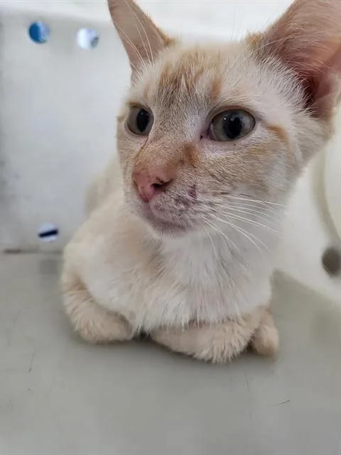 A young medium-sized female Domestic Long Hair cat named Clementine for adoption in Dallas, TX