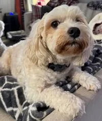 An adult medium-sized male White / Cream Bichon Frise dog named Gus for adoption in Melbourne, FL