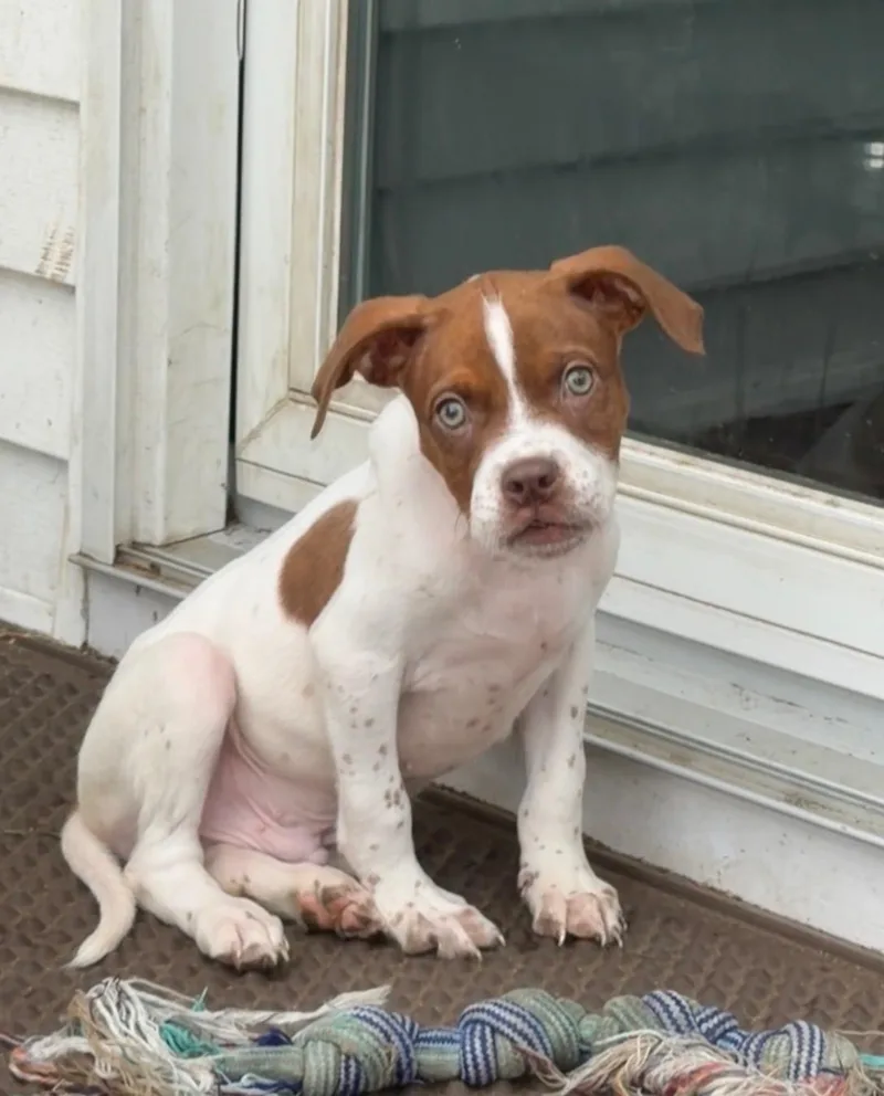 A baby medium-sized male Boxer dog named Amigo for adoption in Copiague, NY