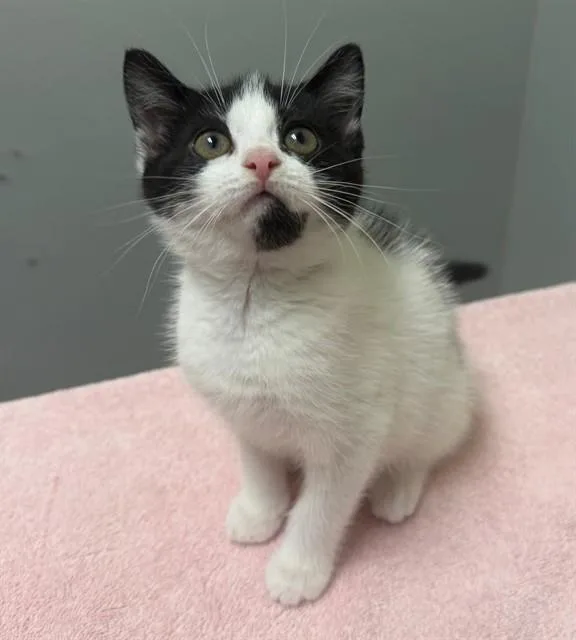 A baby small-sized female Domestic Short Hair cat named Adelie for adoption in Leesburg, VA
