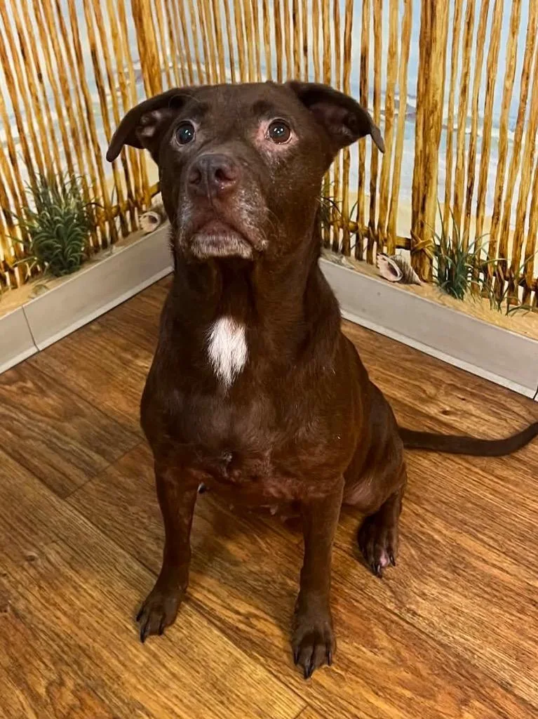 Remi Roo