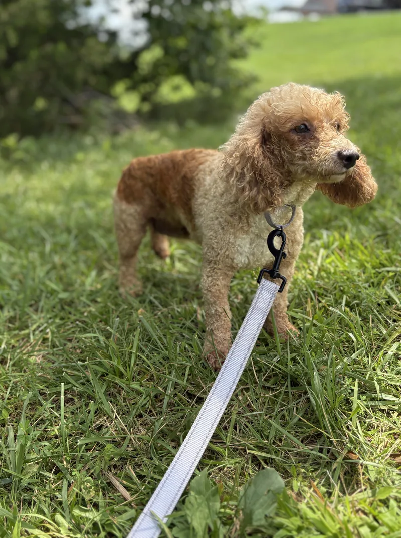 An adult small-sized female Poodle dog named Cordelia Transport for adoption in Gradyville, KY