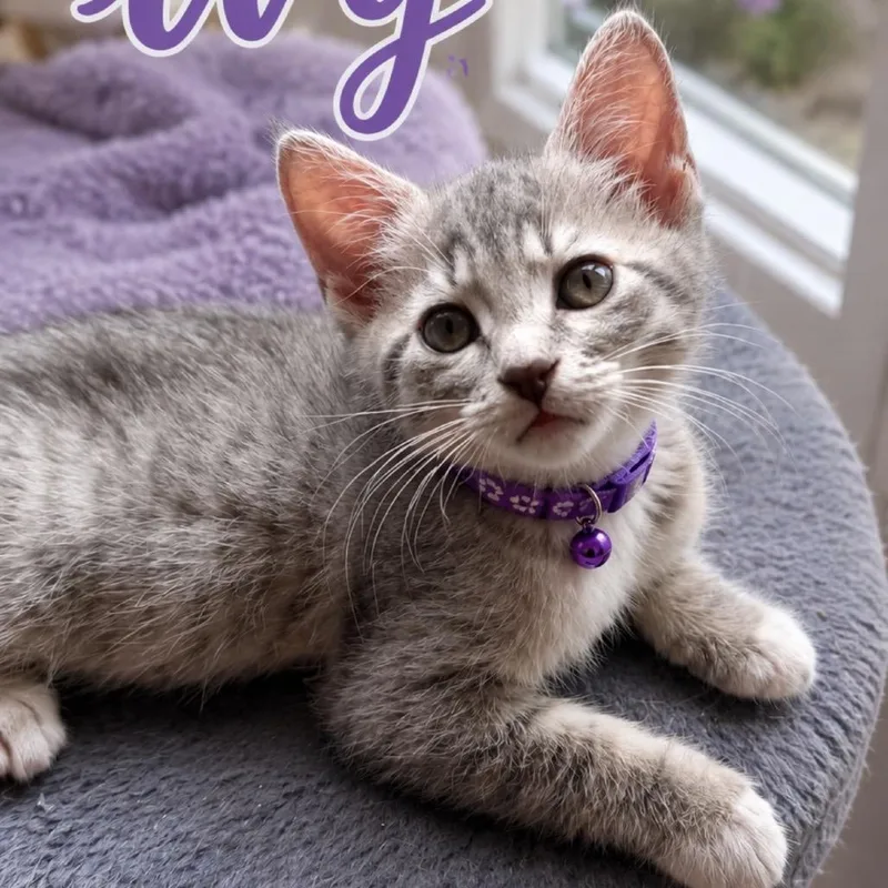 A baby small-sized female Gray / Blue / Silver Domestic Short Hair cat named Ivy for adoption in Inman, SC