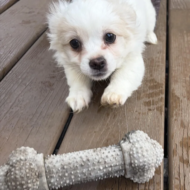 Meet Elaina — The thumbnail 2