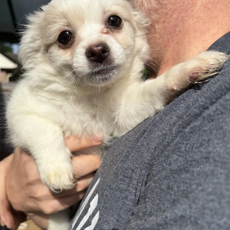 Meet Elaina — The thumbnail 3