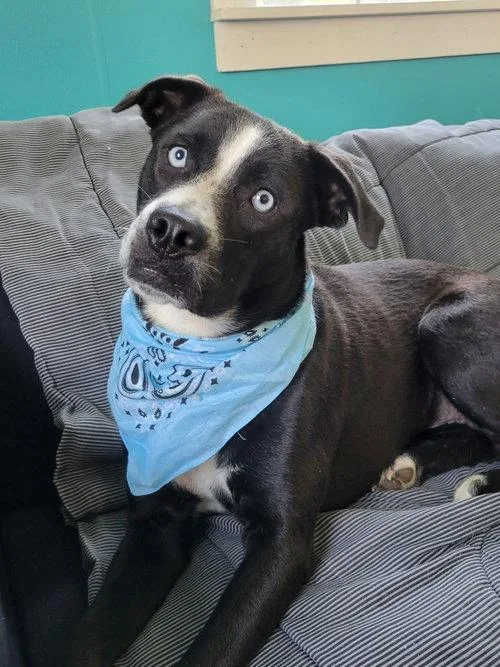A young medium-sized female Border Collie dog named Border Collie mix for adoption in Mount Laurel, NJ