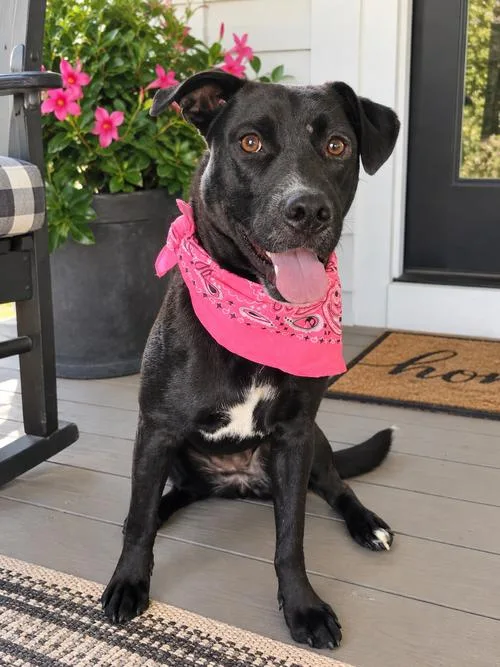 Border Collie mix  thumbnail 2