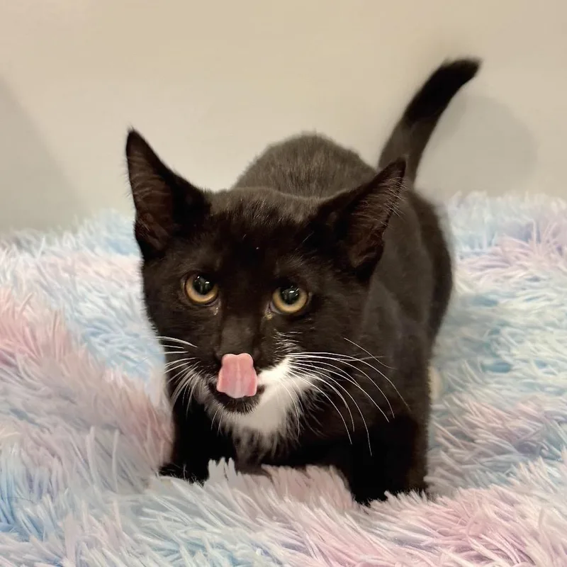 A baby small-sized male Black Domestic Short Hair cat named Morel for adoption in East Hampton, NY
