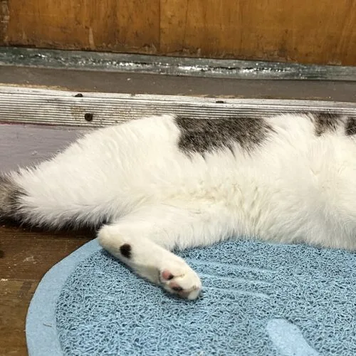 An adult medium-sized female Calico Domestic Short Hair cat named Xanadu for adoption in Tipp City, OH