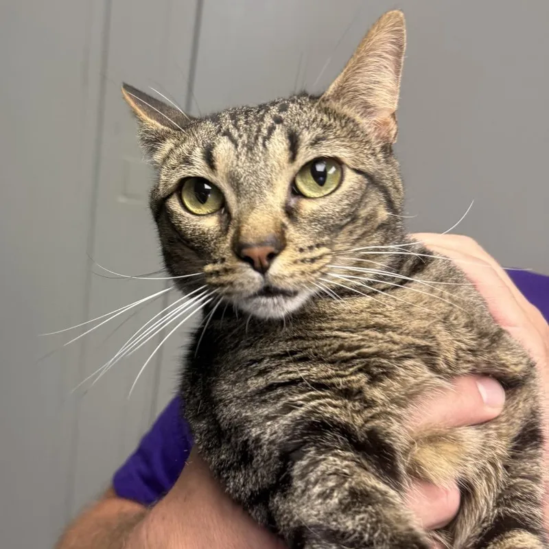 An adult medium-sized female Black Domestic Short Hair cat named Skeeter for adoption in Midland, TX