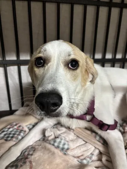 A young large-sized female White / Cream Great Pyrenees dog named Sneezy for adoption in Lafayette, IN