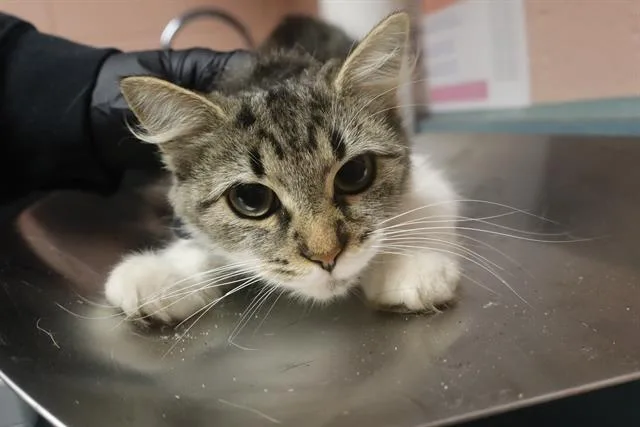 An adult medium-sized female Domestic Short Hair cat named Dumpling for adoption in Columbia, SC