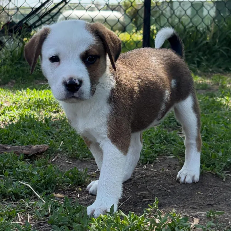 A baby medium-sized male Mixed Breed dog named Rhoads for adoption in sun prairie, WI