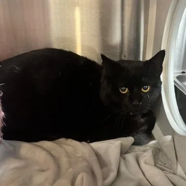 An adult small-sized male Black Domestic Short Hair cat named Harvey for adoption in Denver, CO
