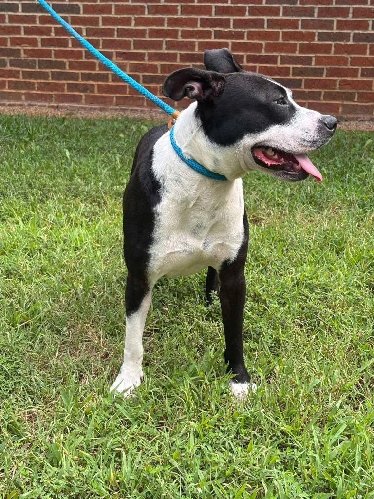 An adult medium-sized male Mixed Breed dog named Jasper for adoption in Warrenton, NC
