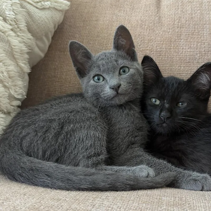 A baby small-sized female Gray / Blue / Silver Russian Blue cat named Lula for adoption in Long Beach, CA