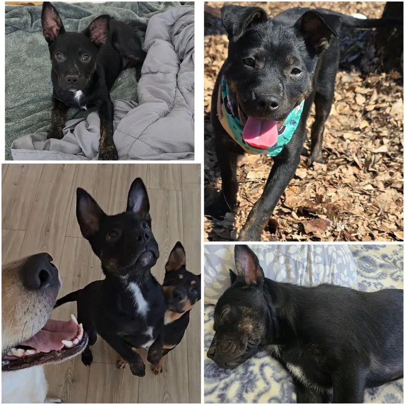 Teddward thumbnail 3