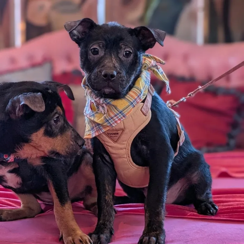 Teddward thumbnail 4