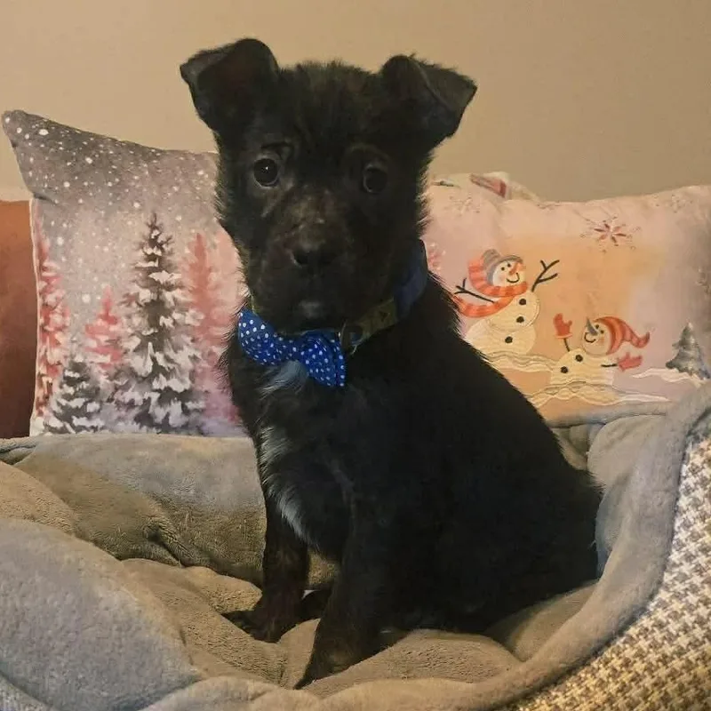 Teddward thumbnail 5