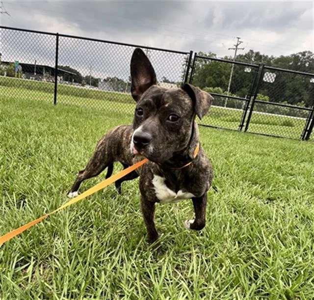 An adult medium-sized female American Bulldog dog named Tammy for adoption in Winter Haven, FL