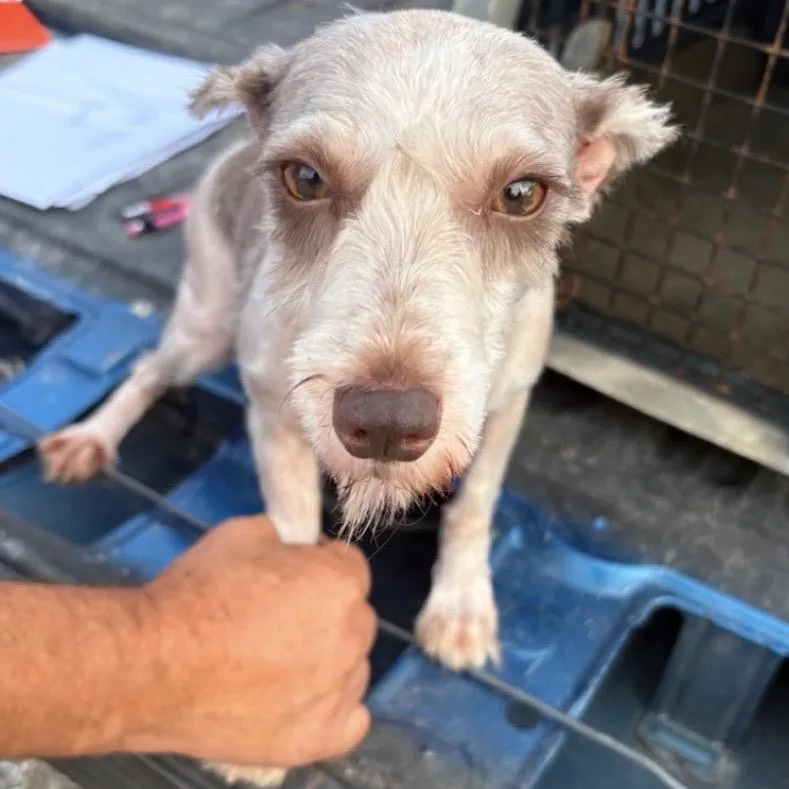 An adult small-sized female White / Cream Miniature Schnauzer dog named Cordelia for adoption in Normal, IL