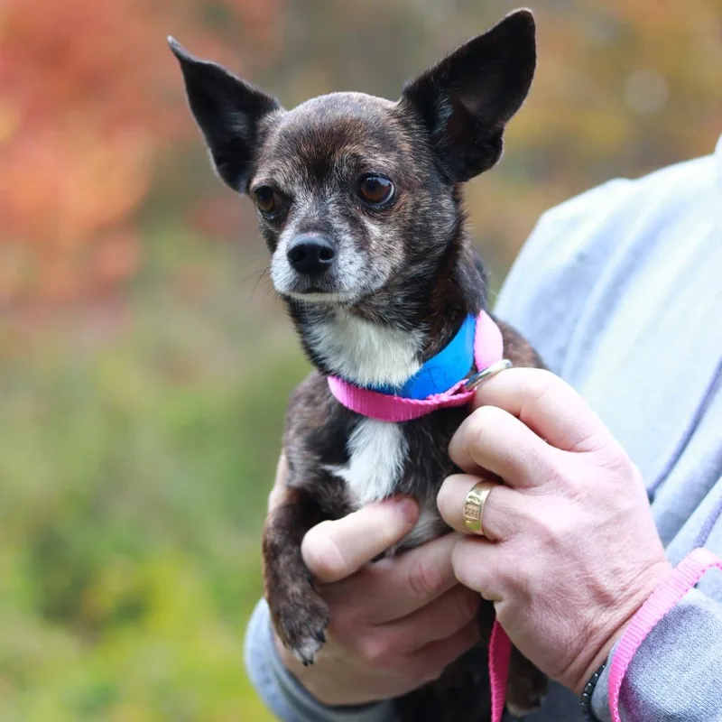An adult small-sized male Brown / Chocolate Chihuahua dog named CT PeeWee lbs for adoption in Stormville, NY