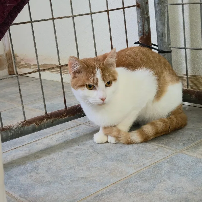 Cato thumbnail 4