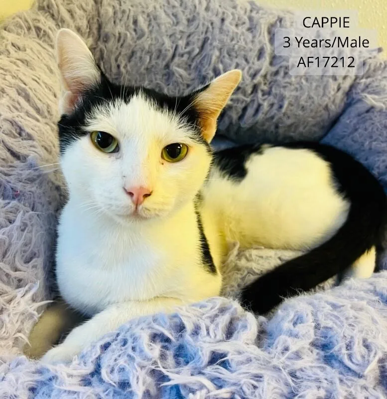 An adult medium-sized male Black Domestic Short Hair cat named Cappie for adoption in Supply, NC