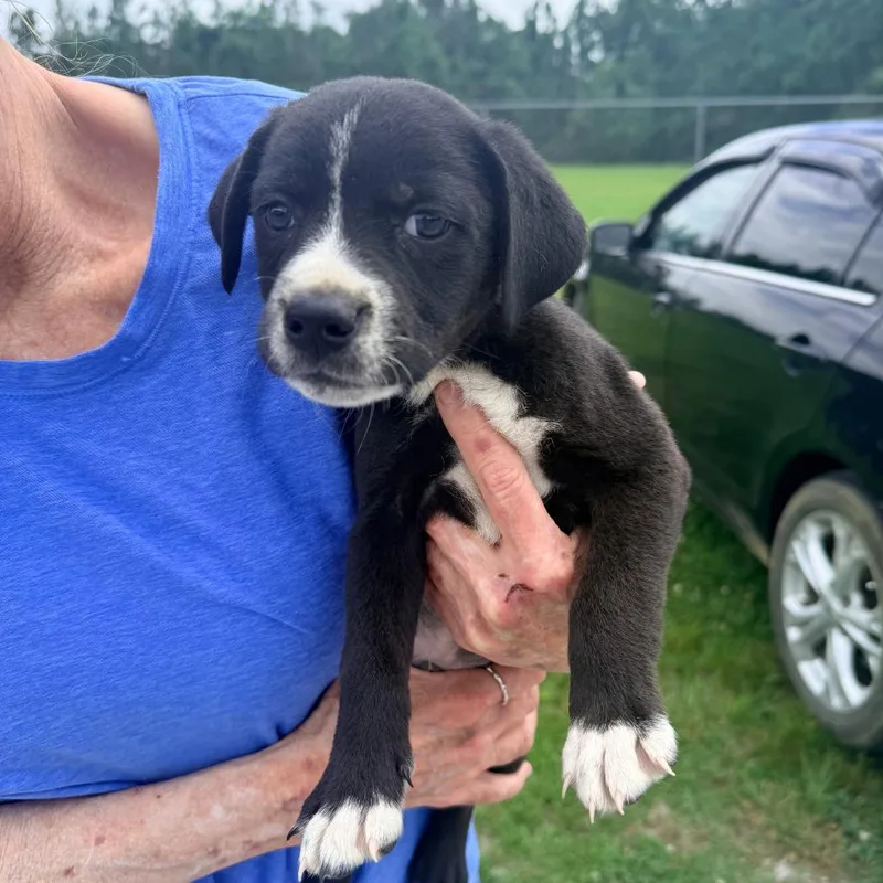 A baby small-sized male Black Mixed Breed dog named Rich for adoption in Corinth, MS