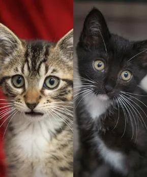 A baby small-sized male Domestic Short Hair cat named Ezra & Eva for adoption in Encinitas, CA