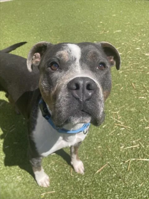 An adult large-sized male Pit Bull Terrier dog named Lewis for adoption in Derwood, MD